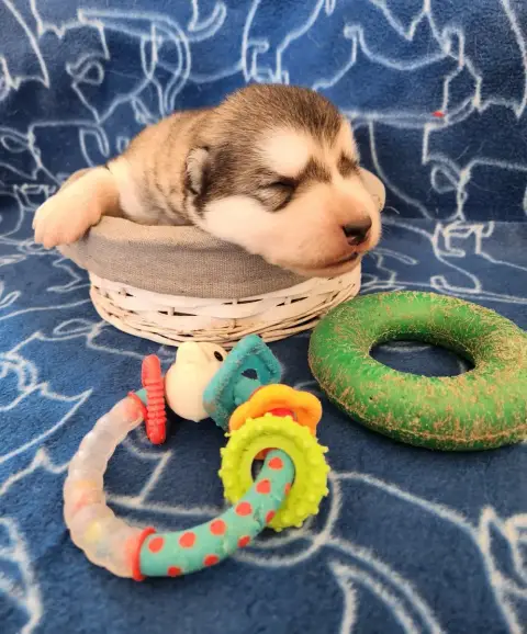 Alaskan Malamute photo 3
