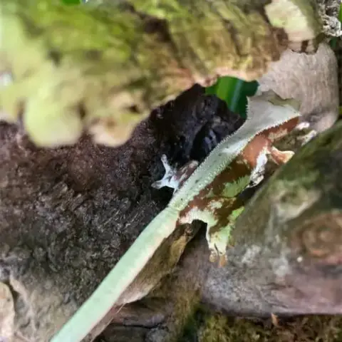 2 Geckos À Crête + Matériel (2 Terrariums)