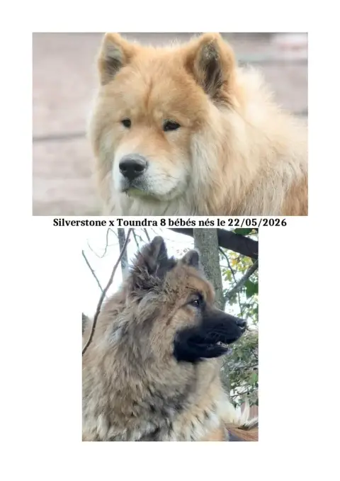 Eurasier  Mr Bleu Des Hauts De Chamboursat