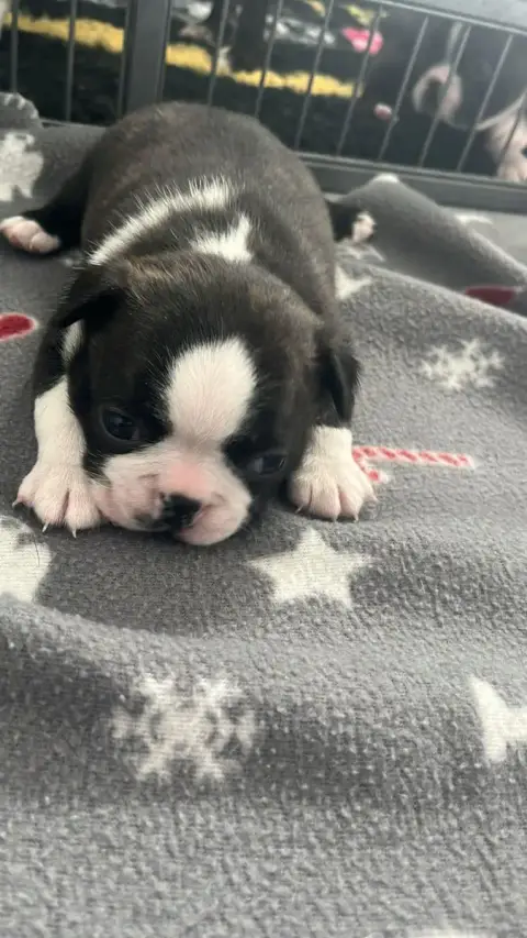 Boston Terrier  Chiot N°1 Du Temple Des Gremlins