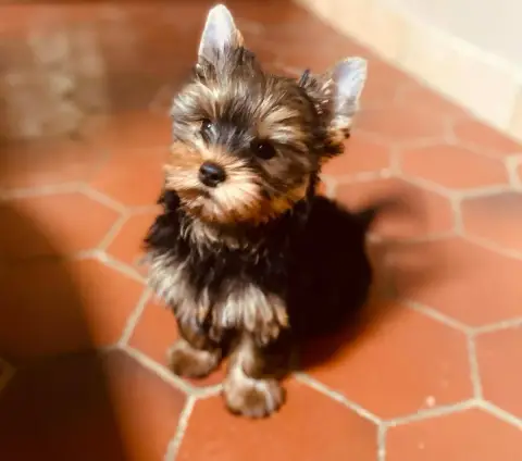 Yorkshire Terrier  Ben Magicstar