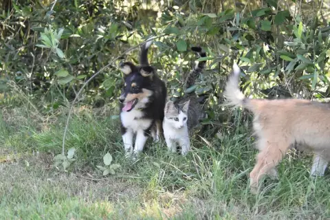 Shetland Sheepdog  Chiot 4 De La Terre De Neaure photo 3