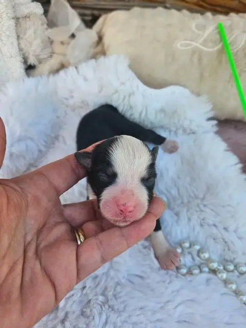 Berger Américain Miniature  Chiot N°5 Du Hameau De Se ed3ce