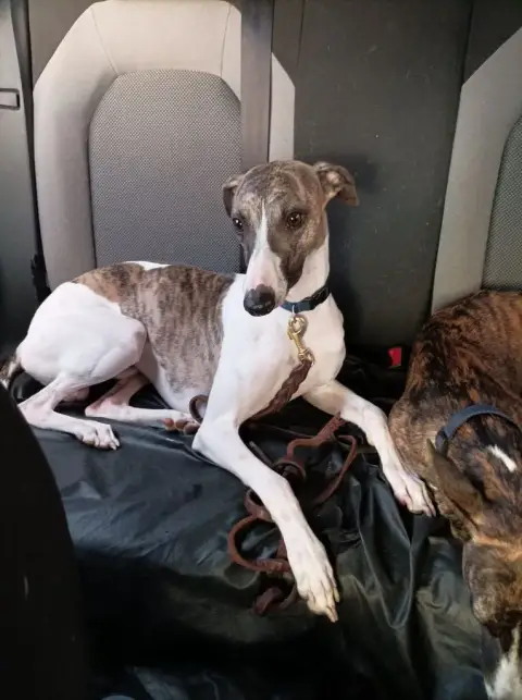 Whippet  Chiot 4 Du Haras Eclair Horside'Whip photo 2