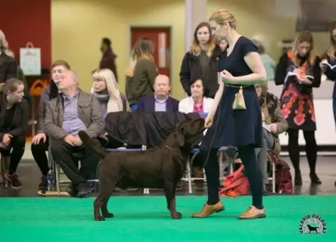 Labrador Retriever  Chiot 1 Des Douceurs De Plume photo 2