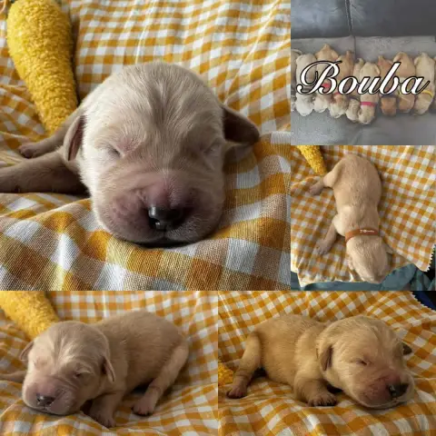 Golden Retriever  Bouba Du Domaine Des Belles Aubois 62c9b photo 2