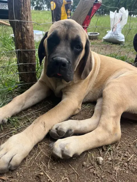 Mastiff  Babine