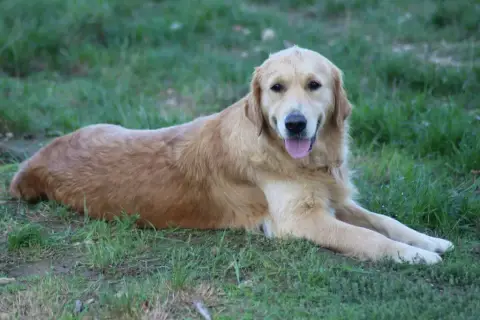 Golden Retriever photo 3