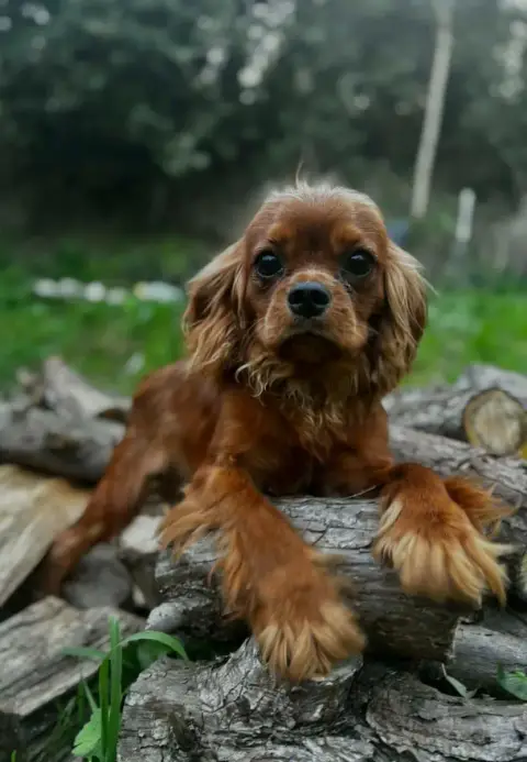 Cavalier King Charles Spaniel  Arlequin Du Mont D'Amo 09b2f