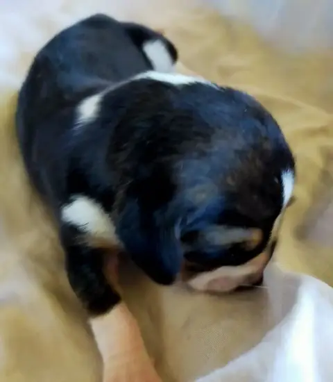 Basset Artesien Normand  Chiot N°5 Des Terres Du Doux 2859c