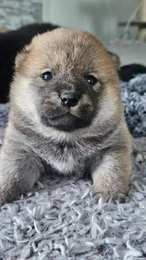 Shiba  Benjiro De British And Us