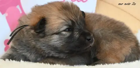 Eurasier  Chiot 6 Des Legendes De Retz