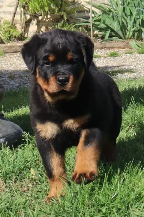 Rottweiler  Boomer De La Licorne Noire
