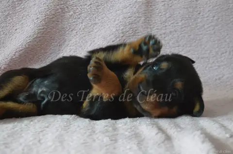Berger De Beauce  Biscuit