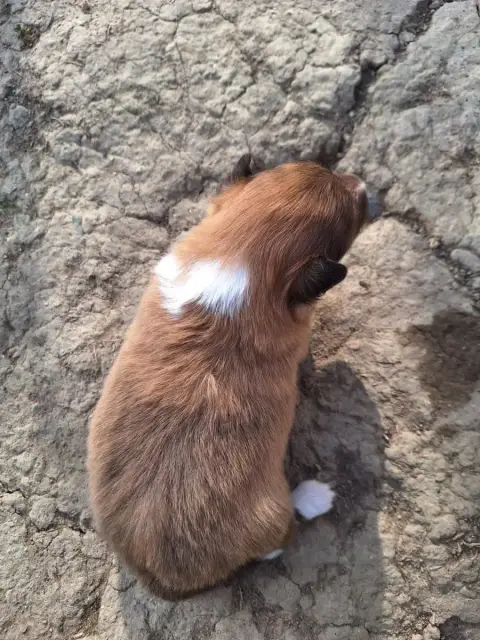 Shetland Sheepdog  Chiot 6 De La Chambrette Agenaise b9854 photo 2