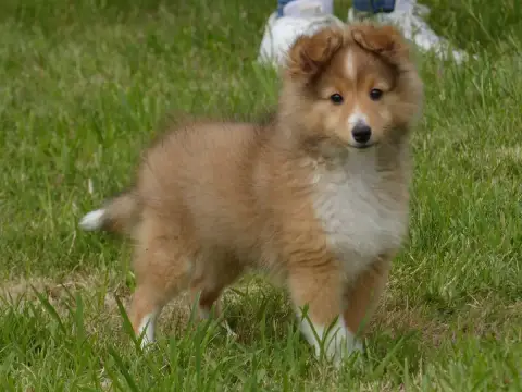 Shetland Sheepdog  Monsieur B... Du Domaine De Boisce 8b25d photo 2