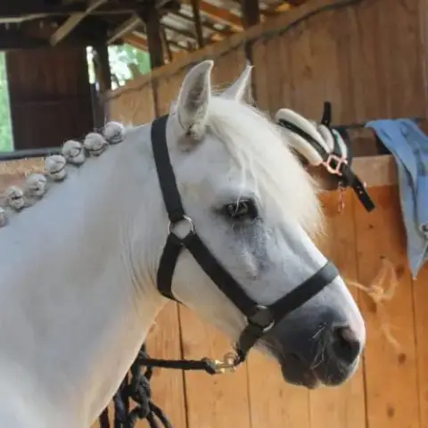 Vigo, Le Poney Aux Multiples Talents