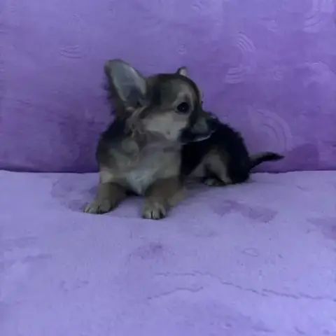 Chiot Croisé Femelle Chihuahua