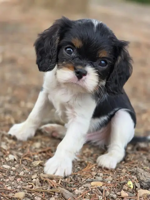 Cavalier King Charles Spaniel  Chiot N°3 Des Deux Che 93665