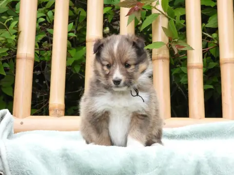 Shetland Sheepdog  Chiot N°2 Du Sapin Vert