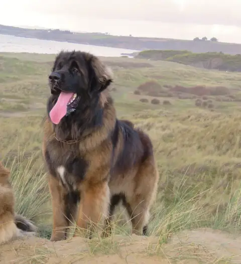 Leonberger  Chiot N°2 Du Domaine Des Mignons photo 2