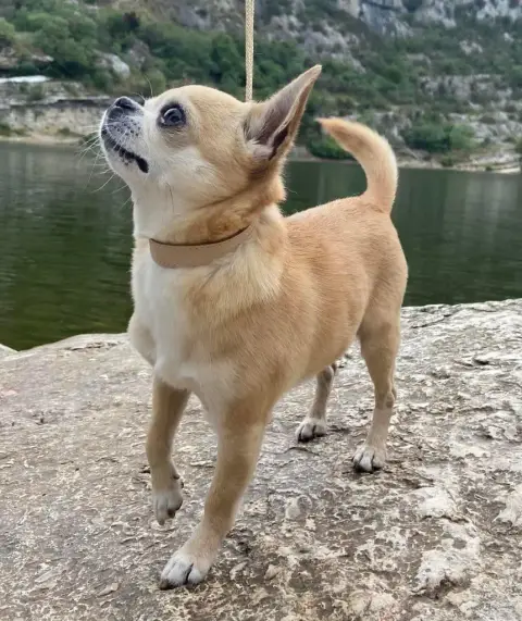 Chihuahua  Bambino Du Coeur Des Ténèbres photo 3