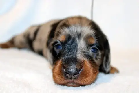 Teckel Poil Long  Chiot N°3 Of Moonlight Blue photo 2