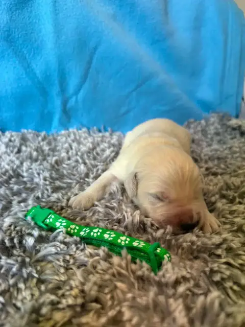 Golden Retriever  Collier Vert Des Gardiennes De La V a5be4