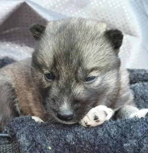 Siberian Husky photo 3