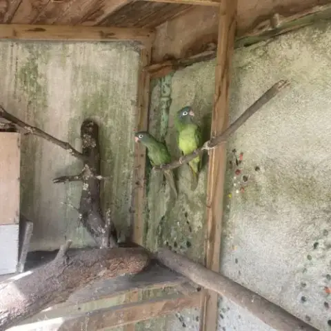 Couple Conure À Tête Bleue