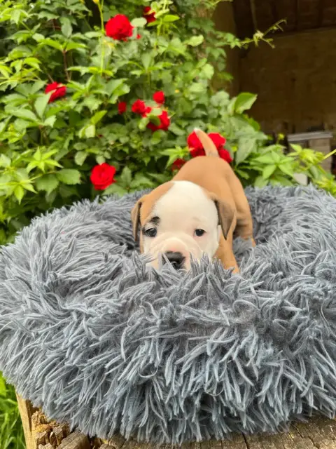 Bulldog Continental  Chiot 3 De La Truffe D’Acier photo 3