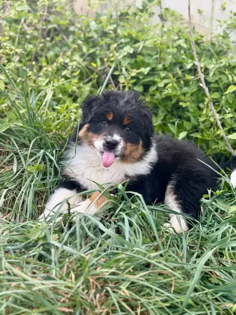 Berger Australien  Chiot N°2 De La Ferme Des Granges  d090c photo 2