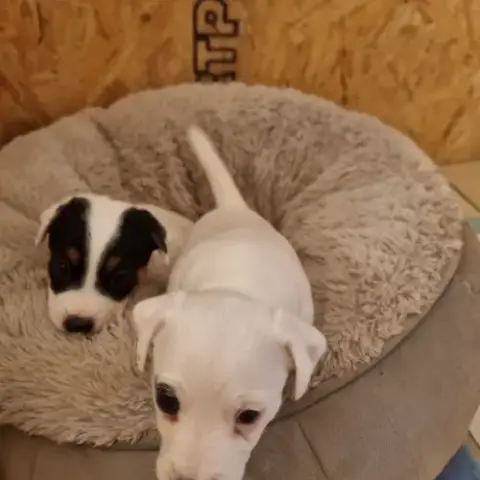 Chiot Jack Russell