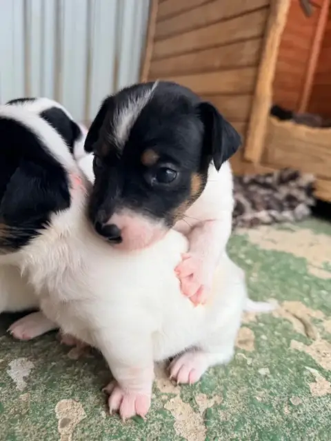 Jack Russell Terrier  Babouille Des Niglots Du Gard c3fc9 photo 2