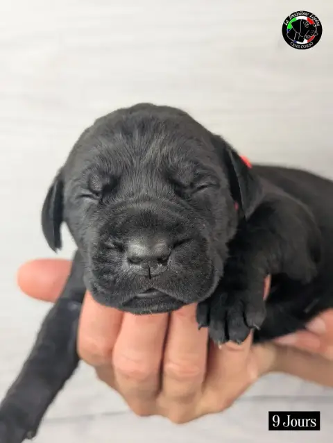 Cane Corso 
                        Collier Orange Fl 4ebe8 photo 2
