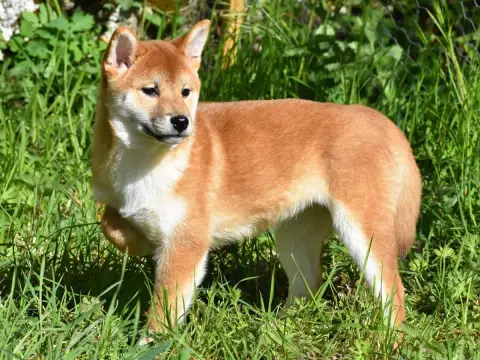 Shiba photo 3