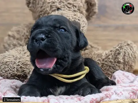 Cane Corso  Collier Gold De La Treizieme Legion