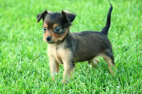 Russkiy Toy (Petit Chien Russe)  Benjy De La Nouknouk ab87c