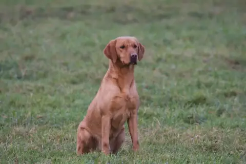 Labrador Retriever  Chiot N°1 De La Mare De L’Oraille 51aa7 photo 2