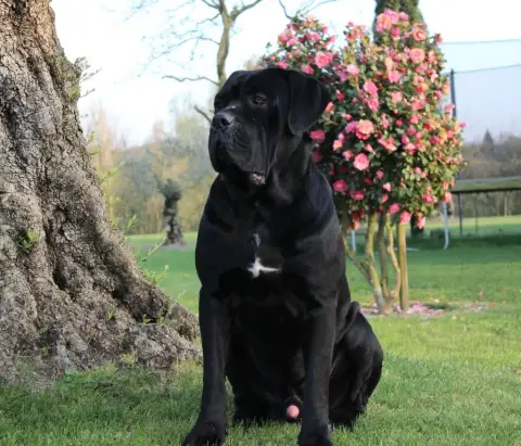 Cane Corso  Collier Marron Des Centurions De La Haute 728d6 photo 2