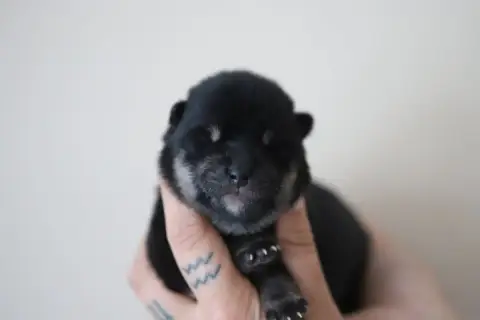 Shiba  Noir Et Feu Au Domaine D’Osaki