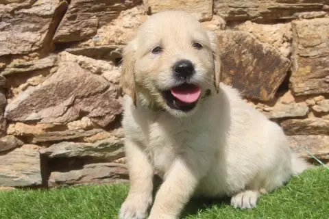 Golden Retriever photo 2