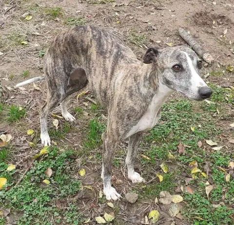 Whippet  Baccharis Des Vives Etoiles D’Argent photo 3