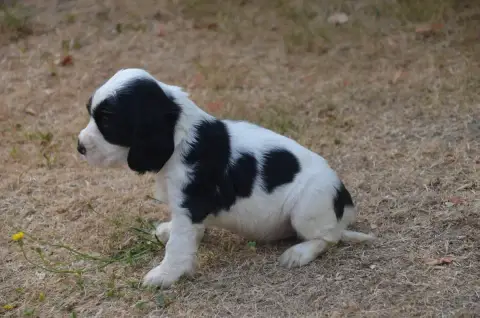 Cocker Spaniel Anglais  Chiot N°5 De La Foret Des Rev a04e3 photo 3