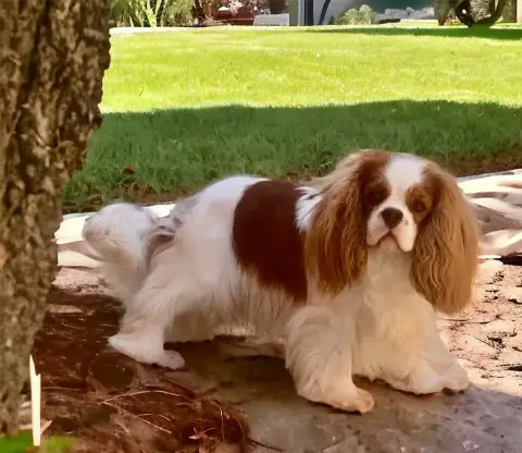 Cavalier King Charles Spaniel  Barnet Des Lutins Mali 859ae photo 3