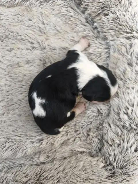Cavalier King Charles Spaniel  B... Les Rondoudoux De 709ca