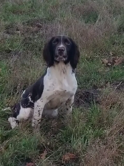 English Springer Spaniel  Chiot N°2 Brush Master photo 2