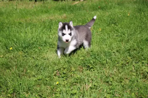 Siberian Husky  Chiot N°3 Des Legendes Du Triskel photo 2