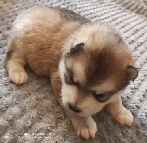 Alaskan Malamute