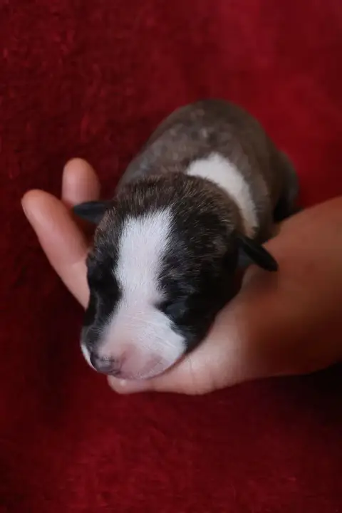 Whippet  Chiot N°6 Dear Sweety photo 2